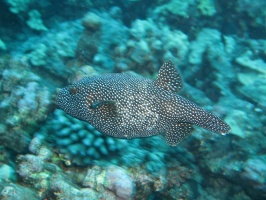 14  Spotted Pufferfish IMG 27074